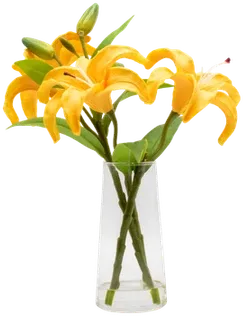 Lily
