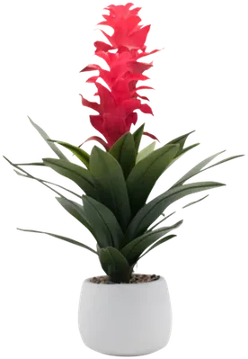 Bromeliad