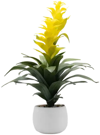 Bromeliad