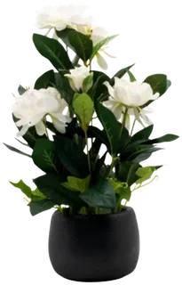 Camellia and white rose arrangement