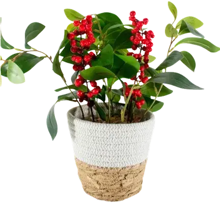 Coffee plant in a vase