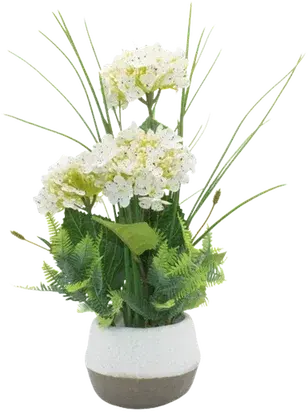 Hydrangeas in a vase