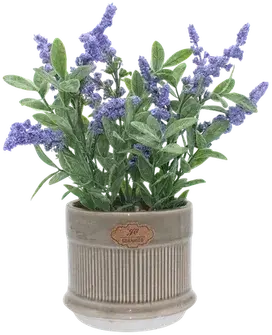 Lavender in a vase