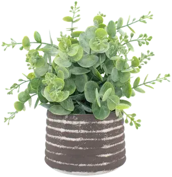 Eucalyptus in a vase