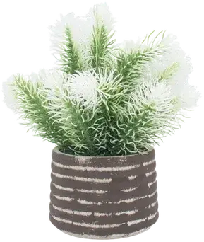 White pine branches in a vase