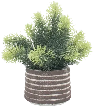 Pine in a vase