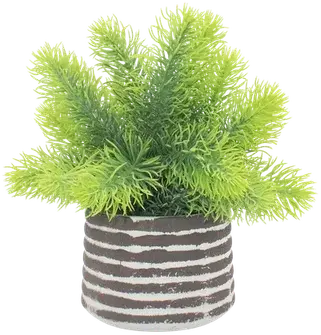 Pine in a vase