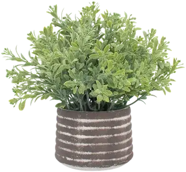 Greenery in a vase