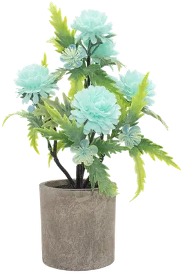 Potted dahlias