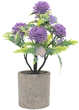 Potted dahlias