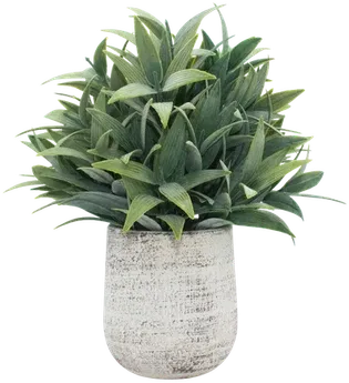 Fern in a vase