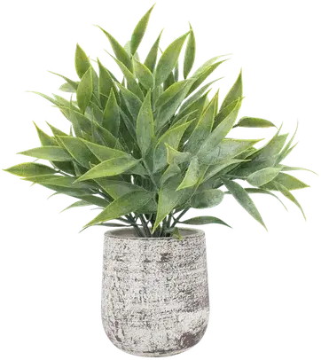 Fern in a vase