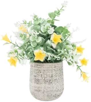Yellow-flowering shrub in a vase