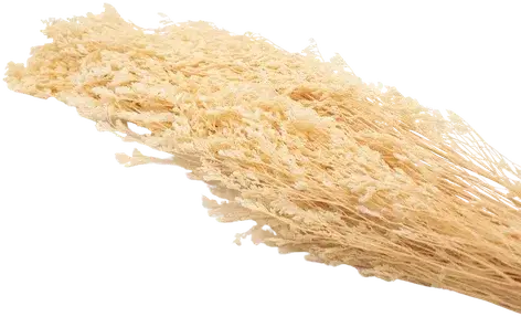 Dried grass bundle