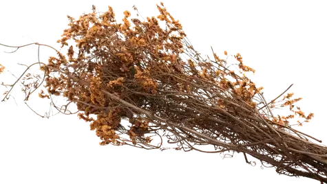Orange dried flowers