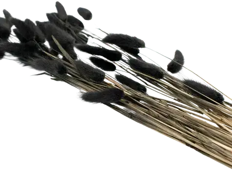 Natural dried bunny tails