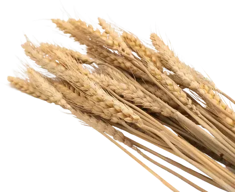 Grain stems