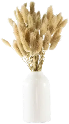 Natural dried bunny tails in a beige vase