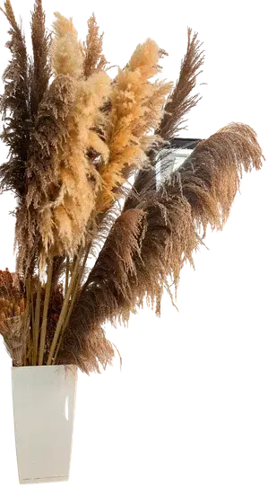 Natural dried pampas grass