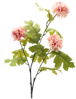 Dahlia stem