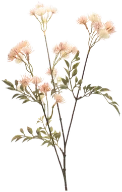 Thistle stem