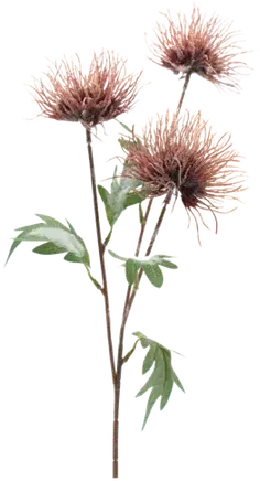 Spider chrysanthemum stem