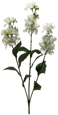 Verbena stem