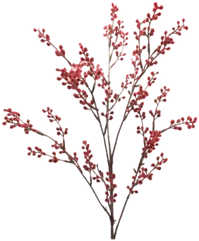 Holly branch