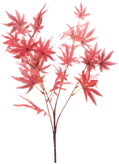 Maple branch