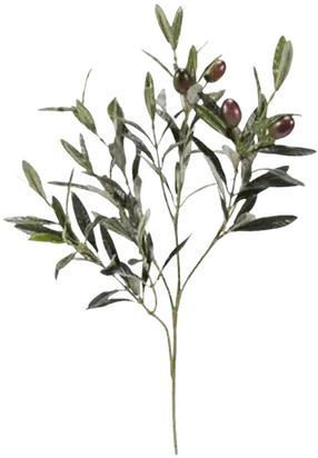 Olive branch
