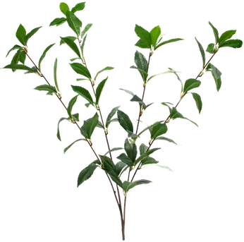 Laurel branch