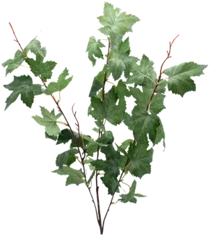 Maple branch