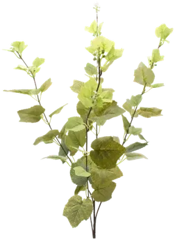 Poplar branch