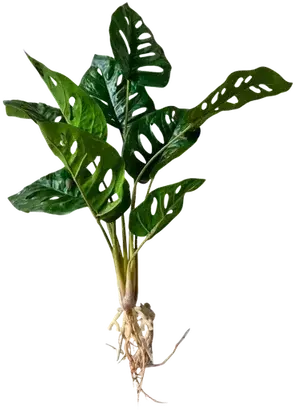 Green monstera stem