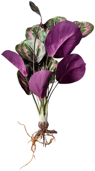 Calathea Rosy stem