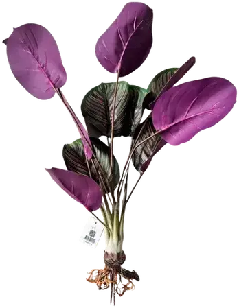 Angel wing foliage stem
