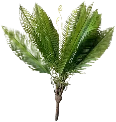 Green fern stem