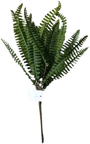 Green Boston fern