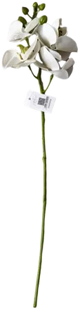 Orchid stem with 4 white blooms