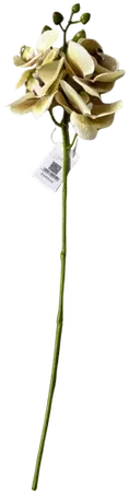 Orchid stem with 4 yellow blooms