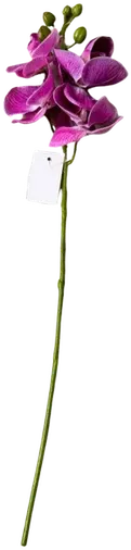 Orchid stem with 4 yellow blooms