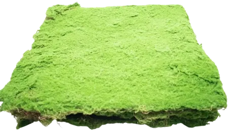 Light green moss foliage