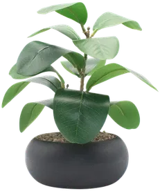 Black pot · PAEN0110