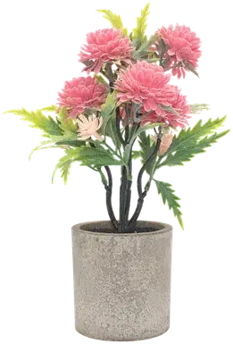 Potted dahlias