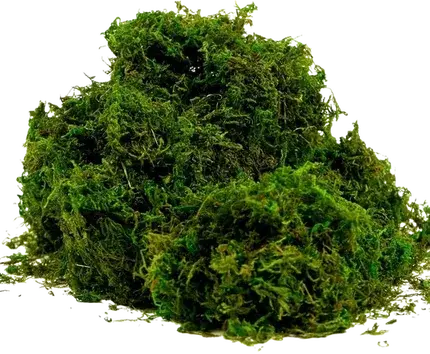 Loose green moss