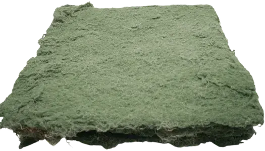 Dark green moss foliage