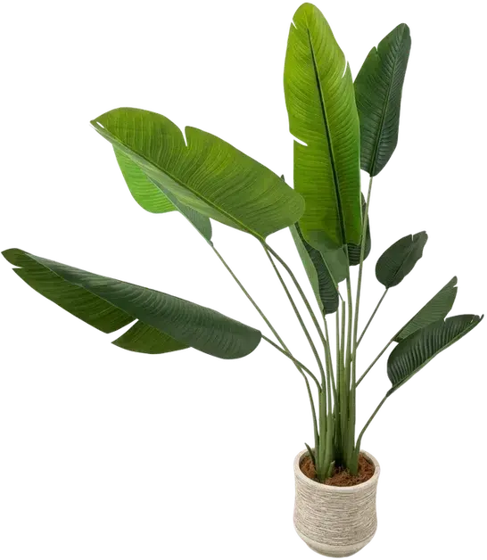 Banana plant with 25 leaves