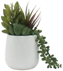 Succulent terrarium